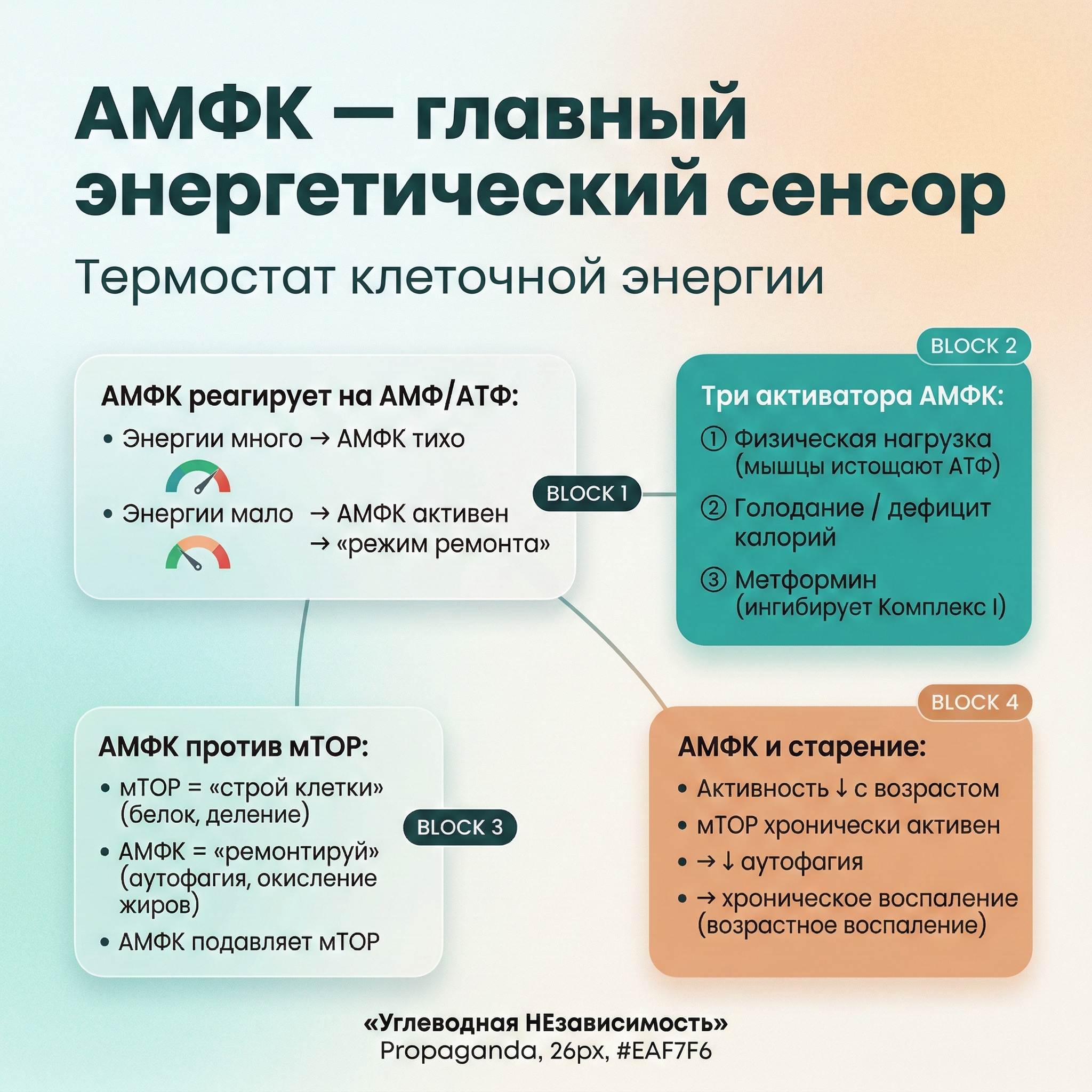 Инфографика: AMPK — главный энергетический сенсор клетки