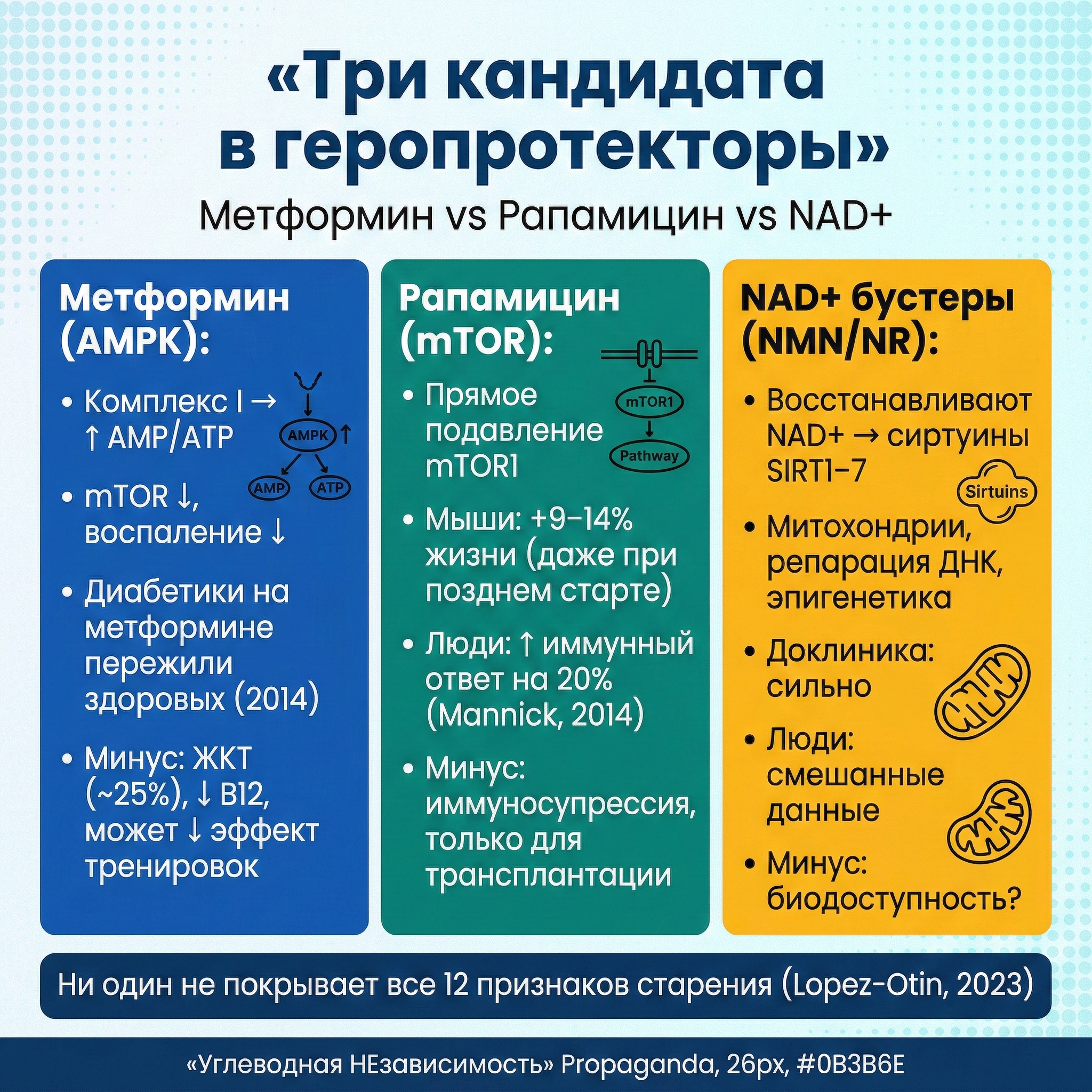Инфографика: Метформин vs рапамицин vs NAD+ бустеры: три кандидата в геропротекторы
