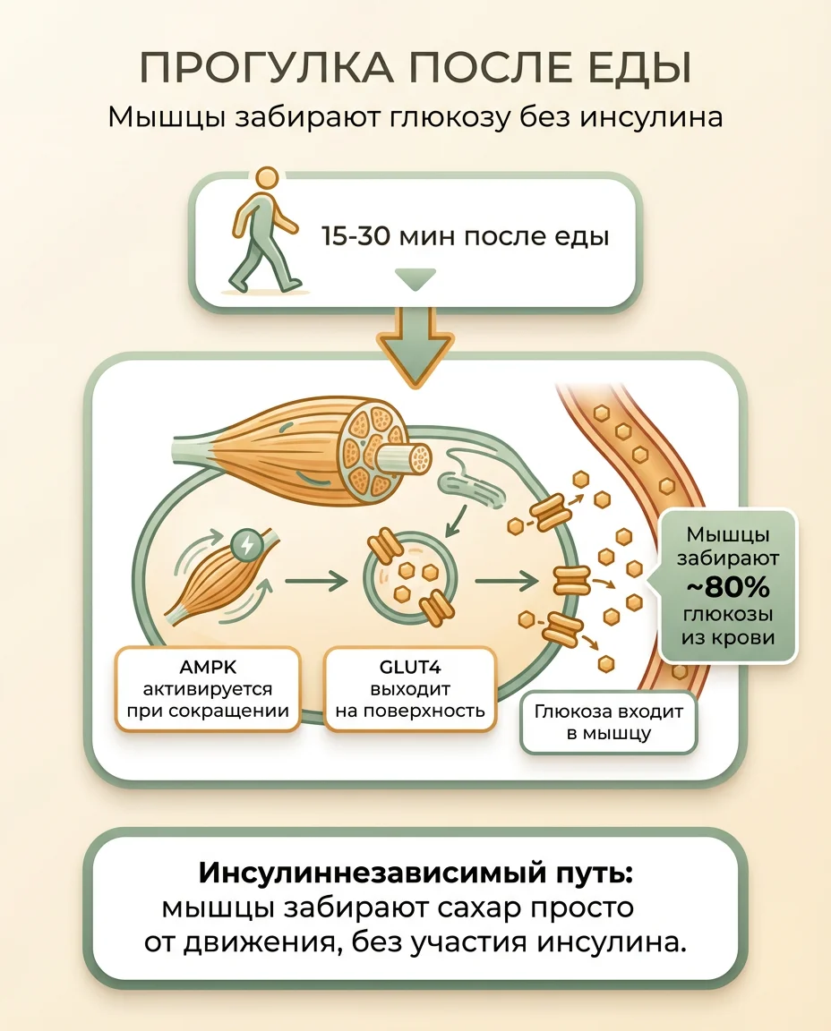Инфографика: 7 способов снизить сахар без отказа от углеводов