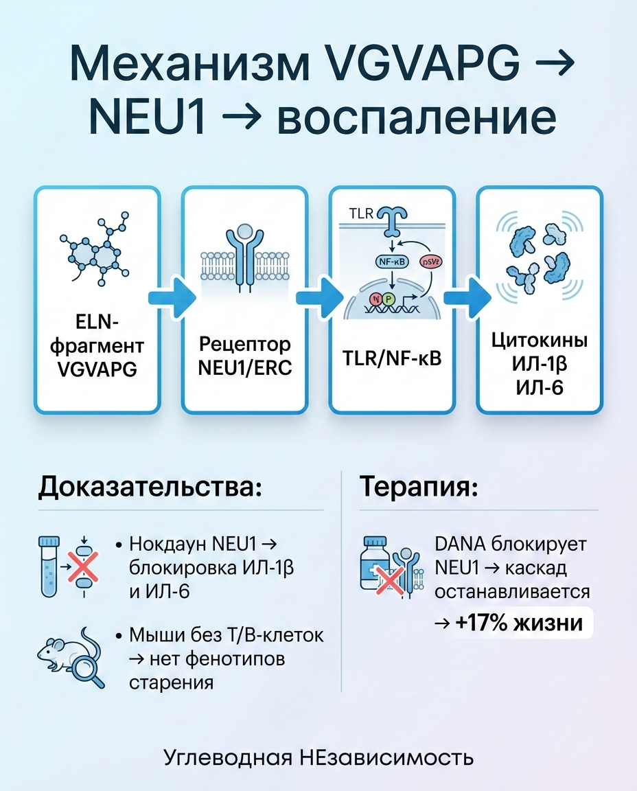 Молекулярный механизм: E-мотив → NEU1 → воспаление