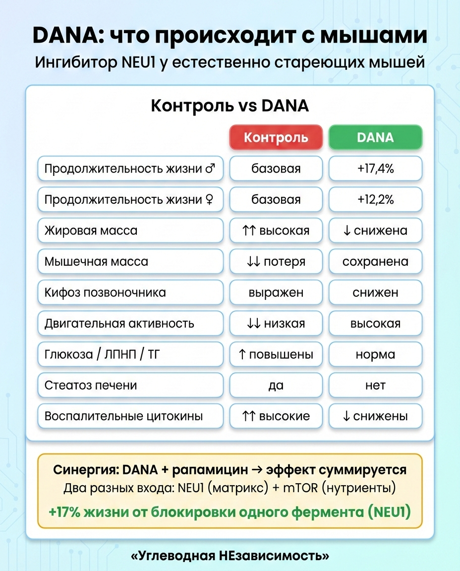 DANA: продление жизни и улучшение здоровья