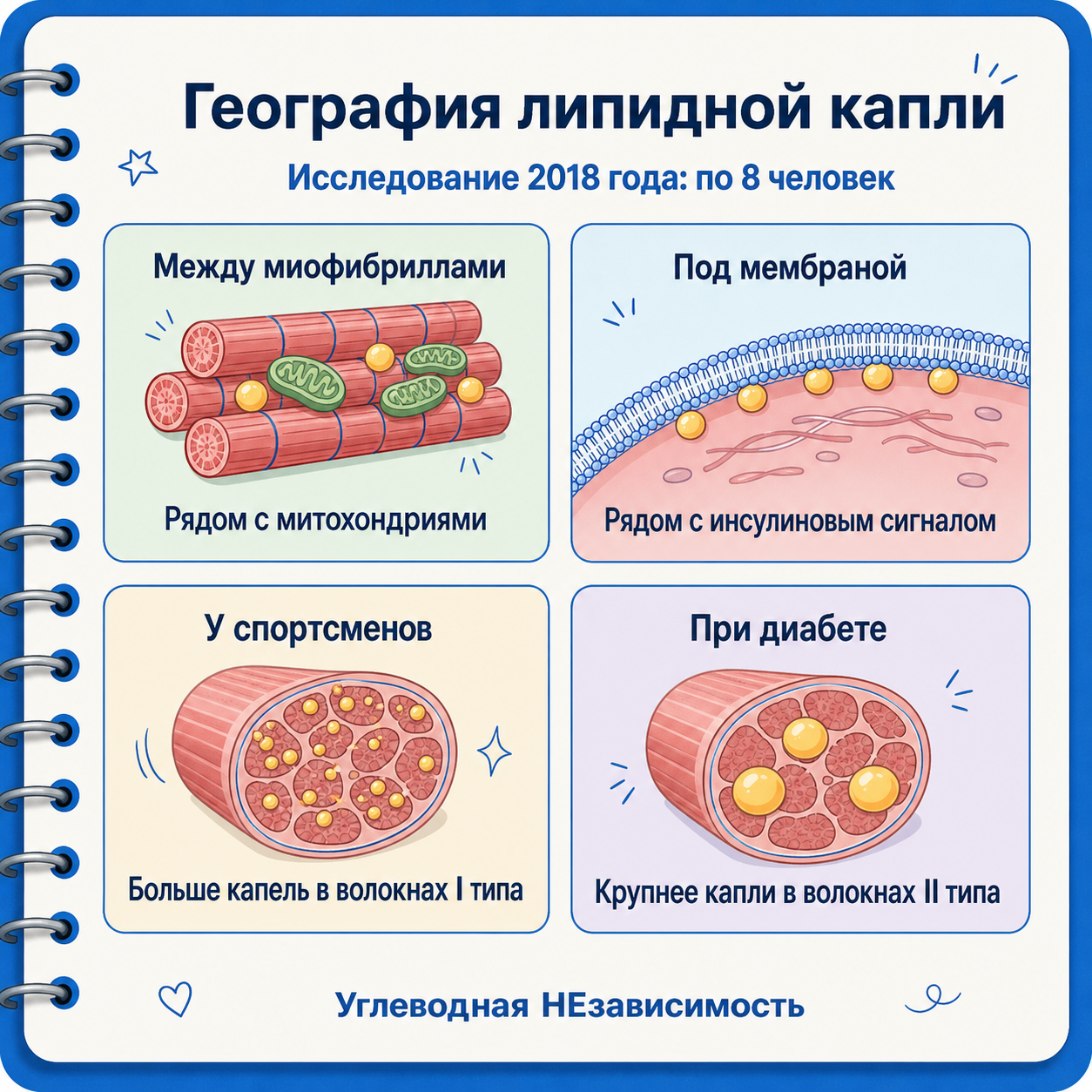 География липидной капли: расположение между миофибриллами и под мембраной связано с разным клеточным контекстом