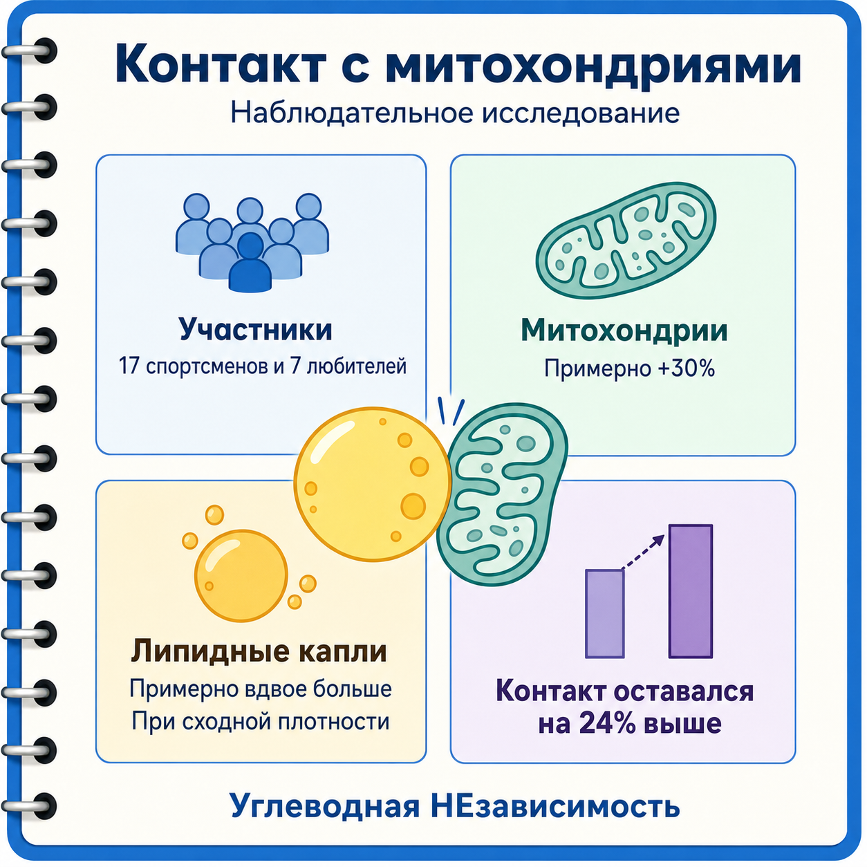 Исследование 2025 года: у элитных спортсменов больше митохондрий, липидных капель и контактов между ними