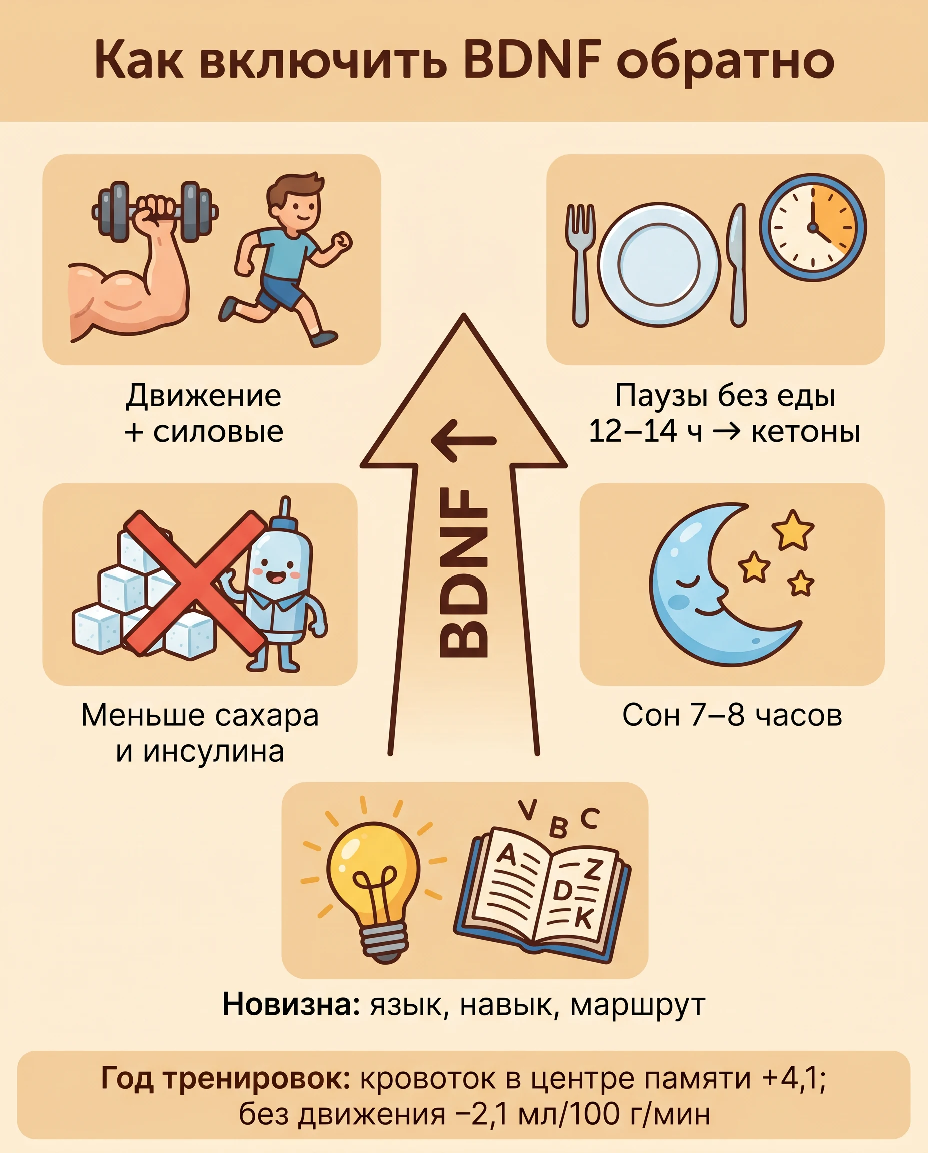 Как включить BDNF обратно: план из шагов