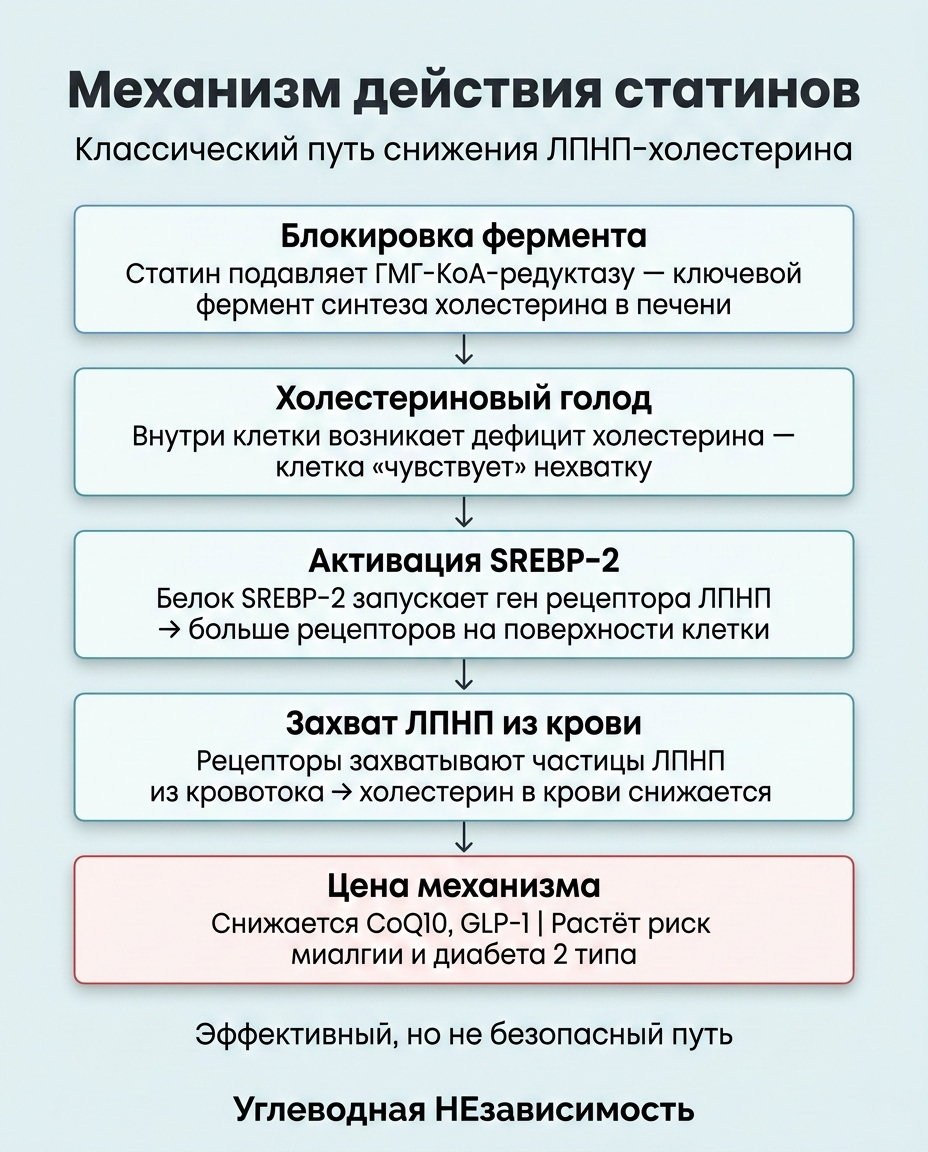 Инфографика: Берберин и холестерин: как он снижает ЛПНП и триглицериды