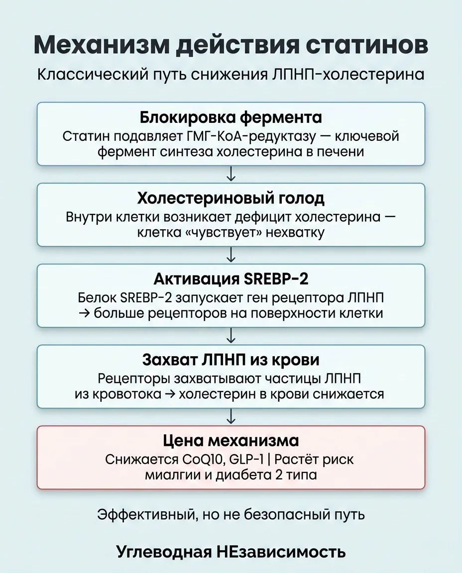 Инфографика: Берберин снижает ЛПНП на 25% — механизмом, о котором не знают врачи