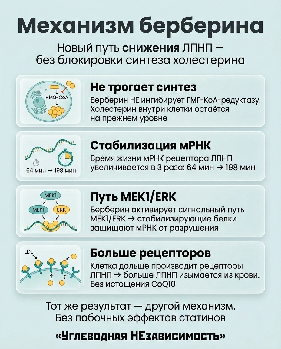 Инфографика: Берберин и холестерин: как он снижает ЛПНП и триглицериды