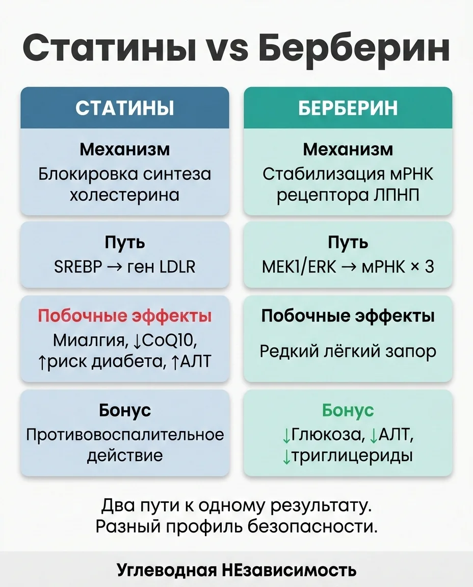 Инфографика: Берберин снижает ЛПНП на 25% — механизмом, о котором не знают врачи