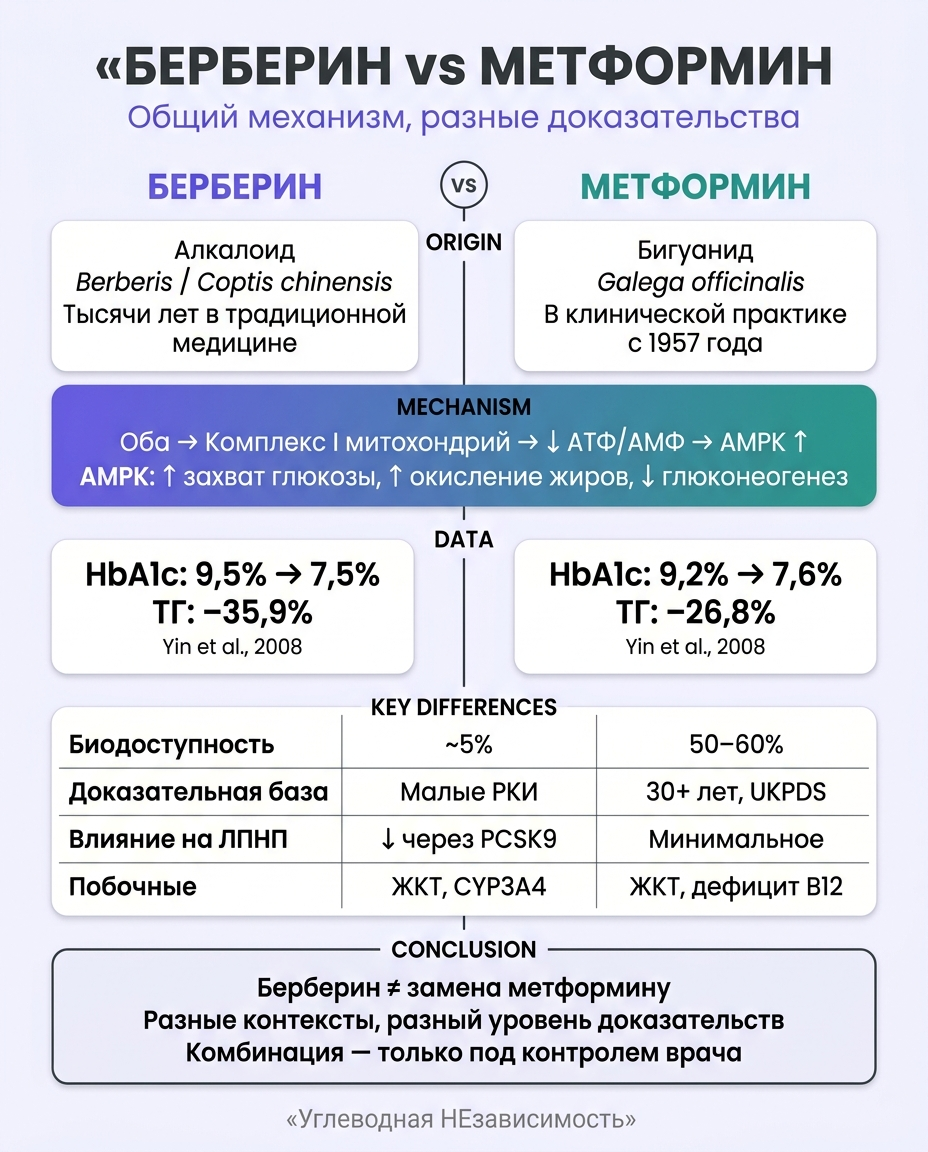 Инфографика: Берберин vs метформин: что говорят исследования 2025–2026