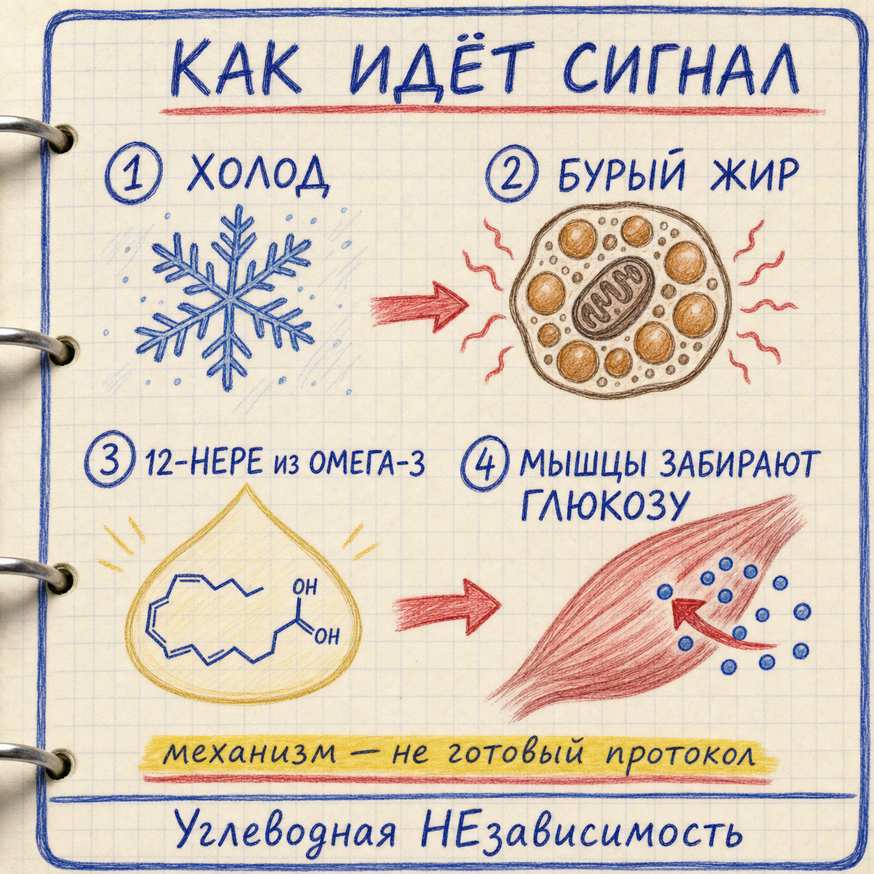 Холод запускает превращение омега‑3 в сигнал для мышц