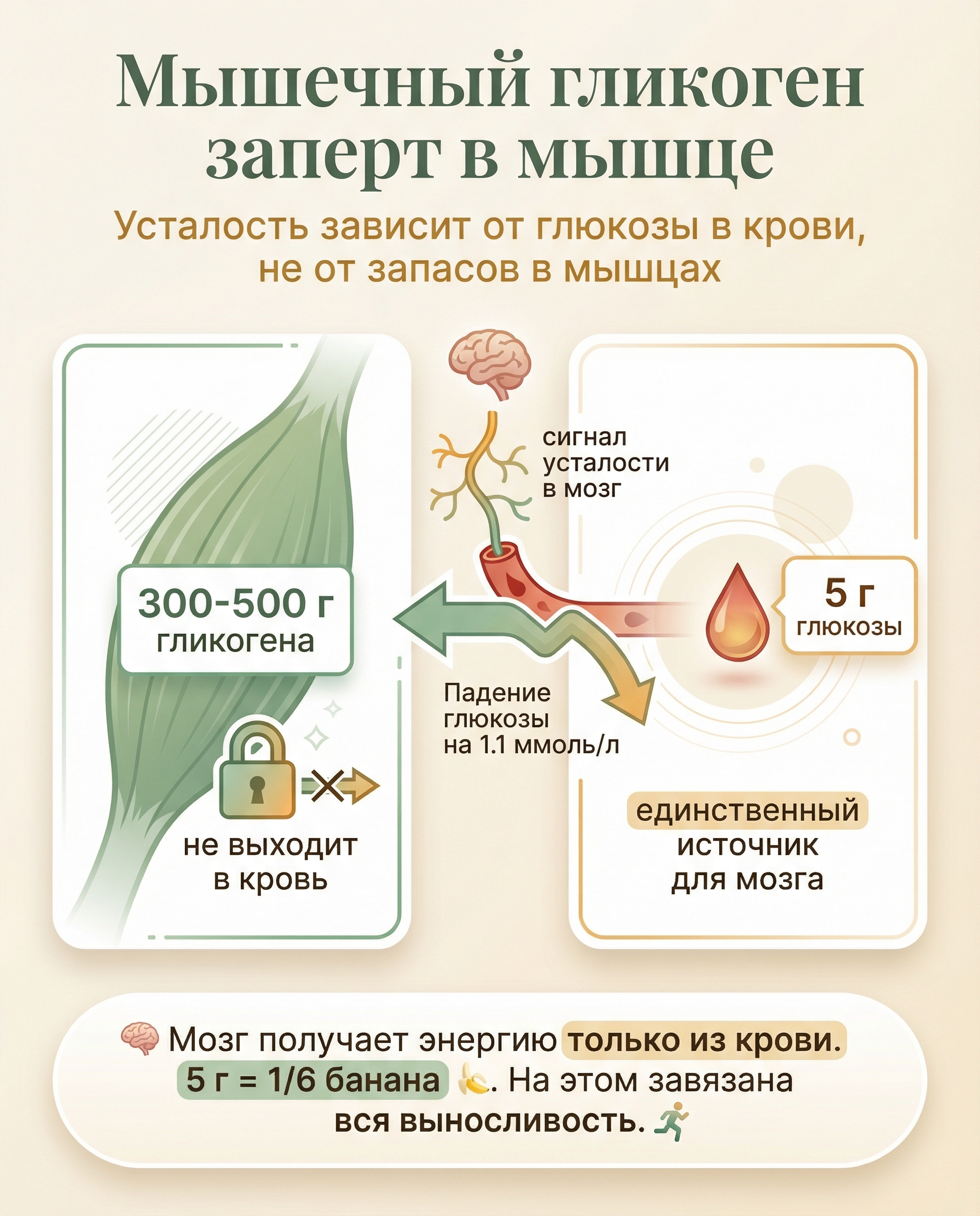 Мышечный гликоген заперт в мышце, а усталость зависит от уровня глюкозы в крови