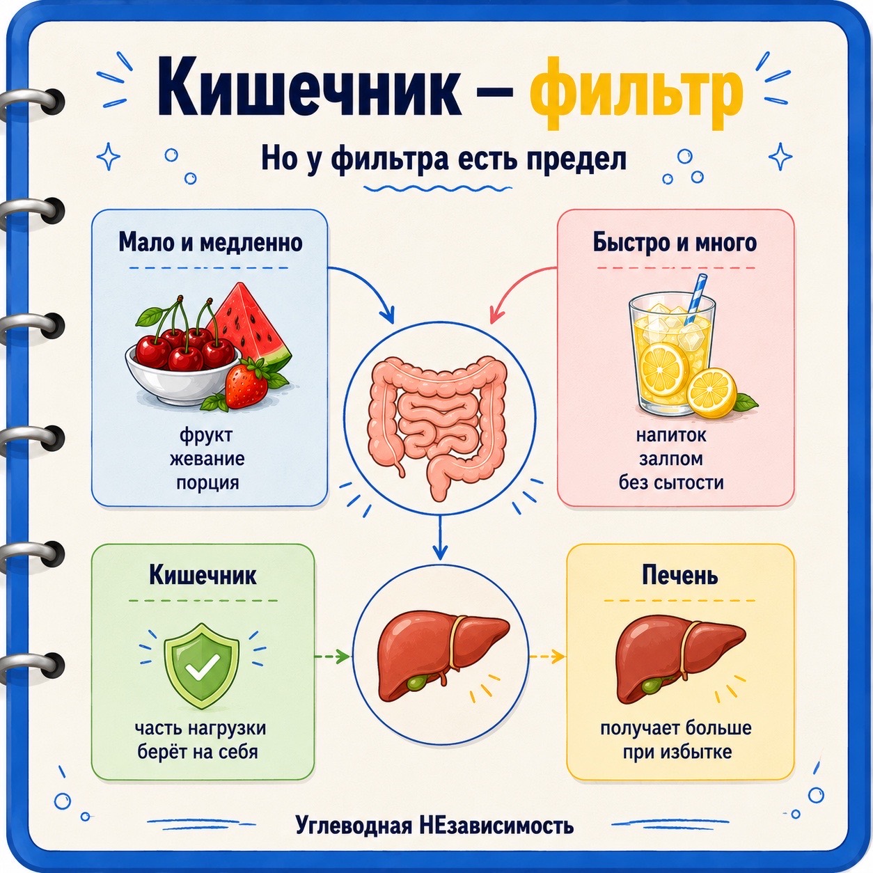 Кишечник — фильтр, но у фильтра есть предел