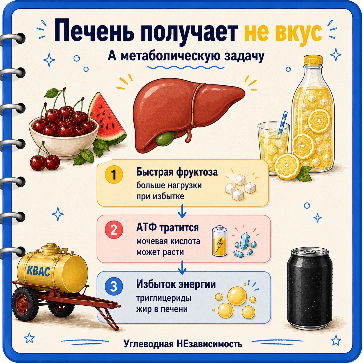 Печень получает не вкус, а метаболическую задачу