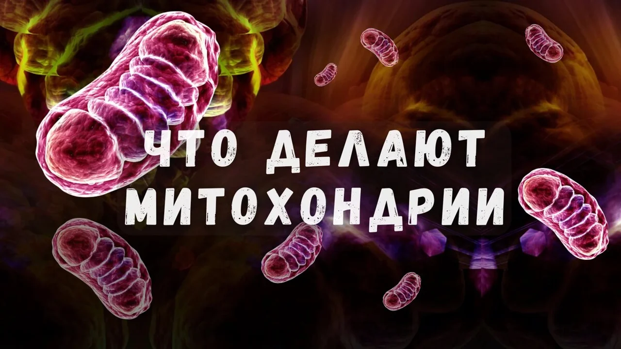 Что делают Митохондрии