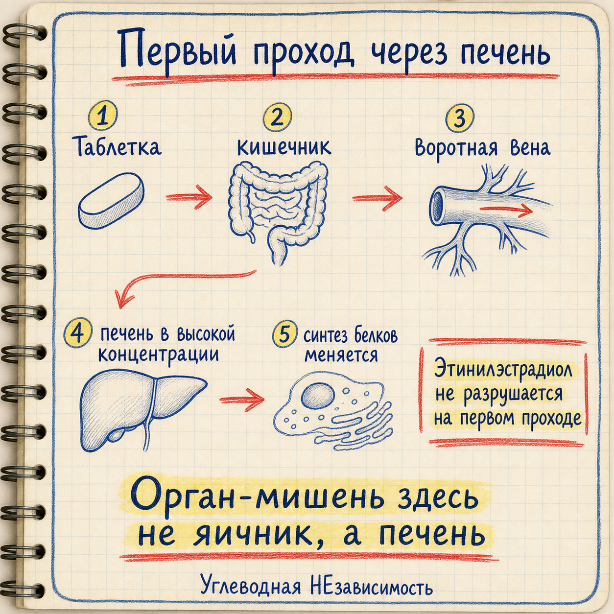 Первый проход через печень: почему орган-мишень не яичник