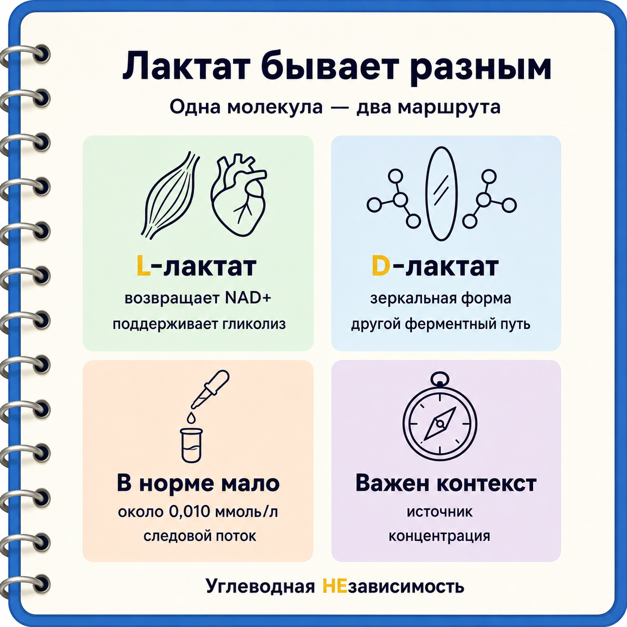 L-лактат и D-лактат: две формы, разные маршруты