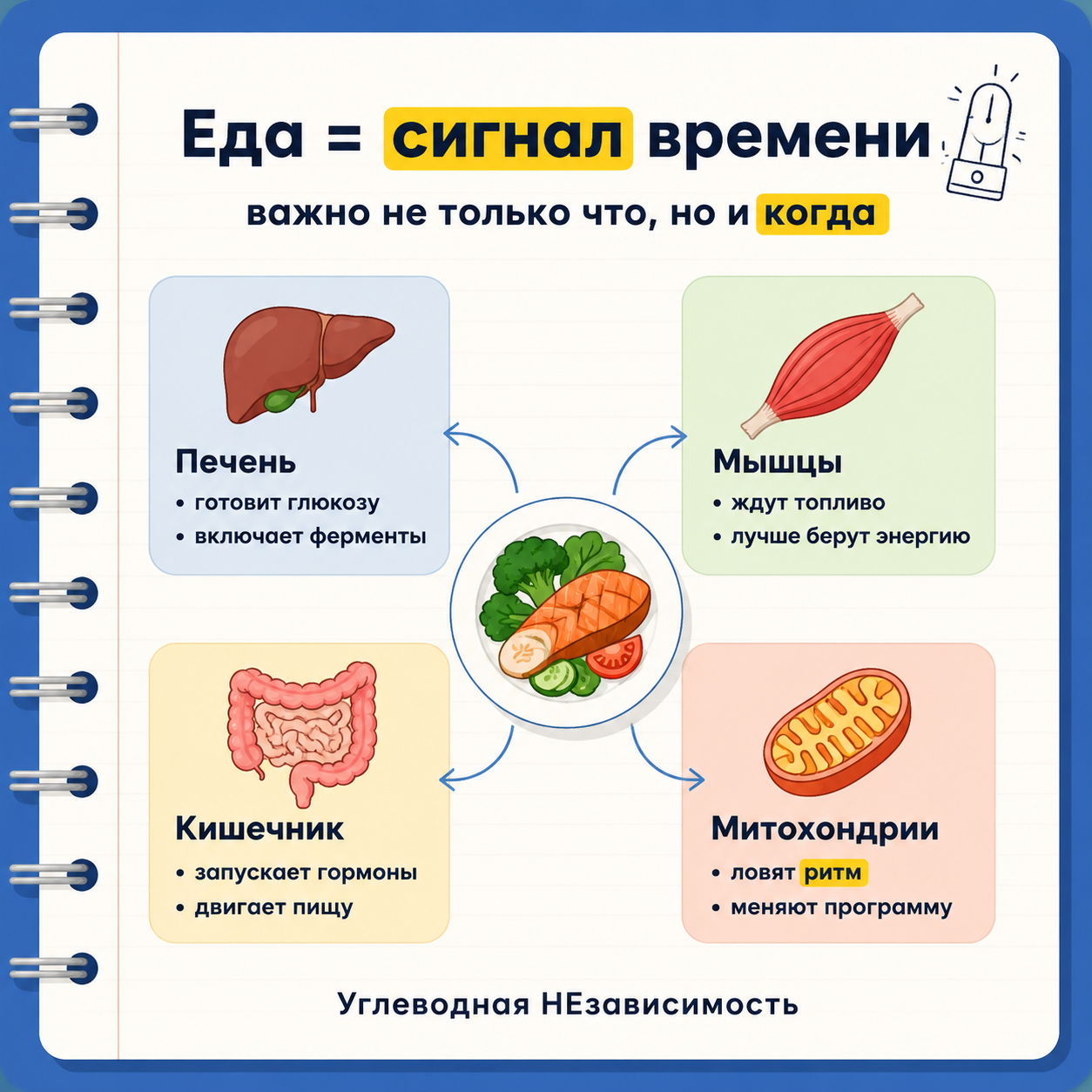 Еда как сигнал времени