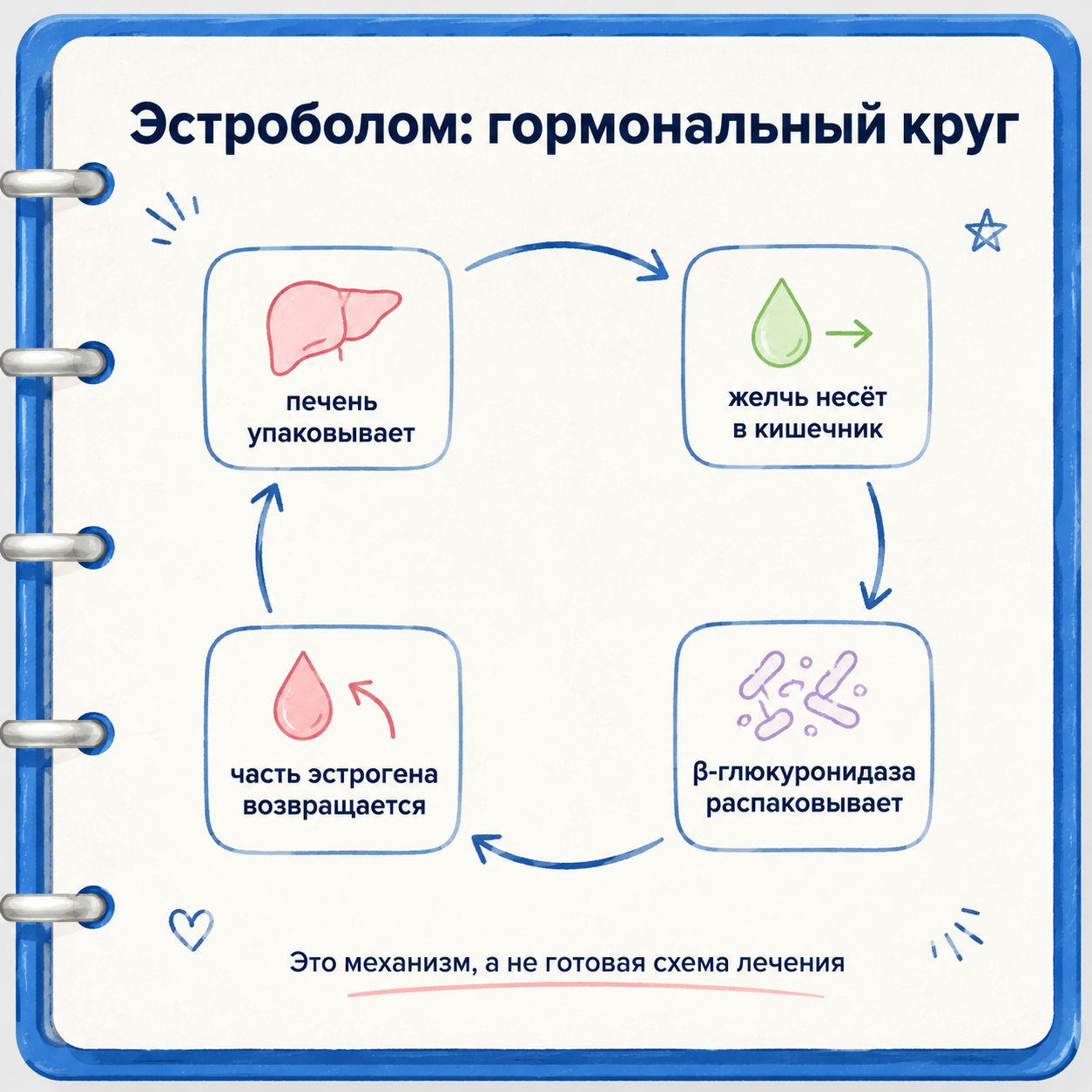 Эстроболом: печень упаковывает эстроген, кишечник может вернуть часть обратно