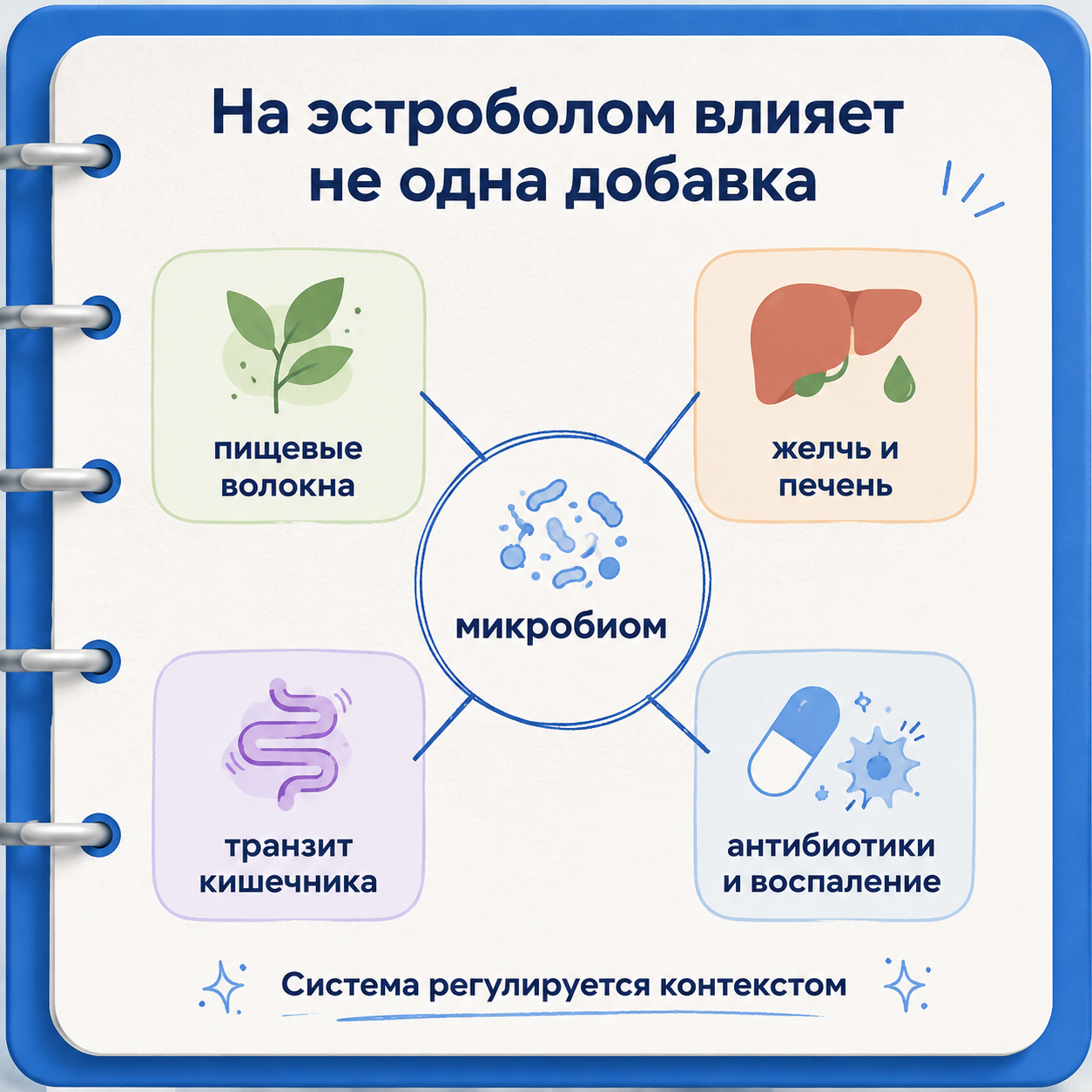 Что влияет на эстроболом: питание, желчь, транзит, антибиотики, воспаление