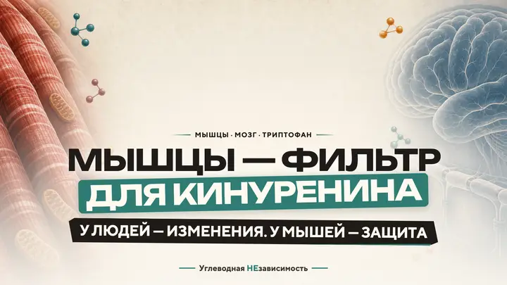 Как работающие мышцы меняют судьбу триптофана — и почему это ещё не таблетка от депрессии