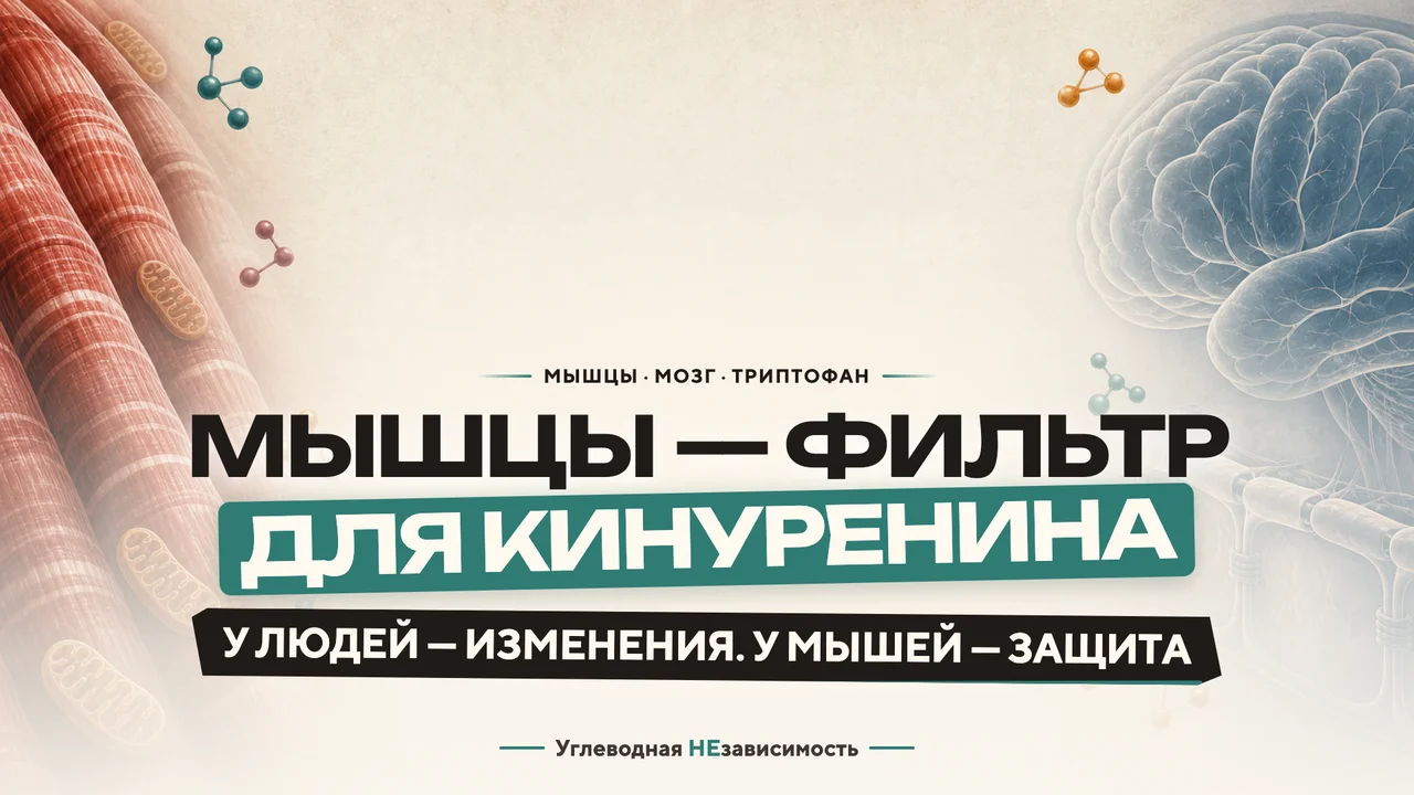 Как работающие мышцы меняют судьбу триптофана — и почему это ещё не таблетка от депрессии