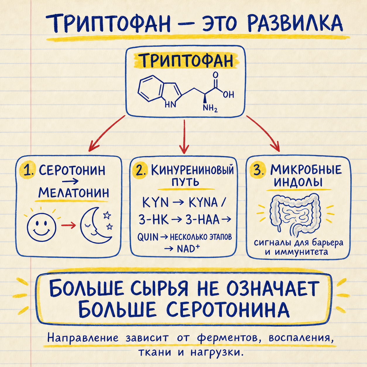 Три основных направления обмена триптофана: серотонин, кинурениновый путь и микробные индолы