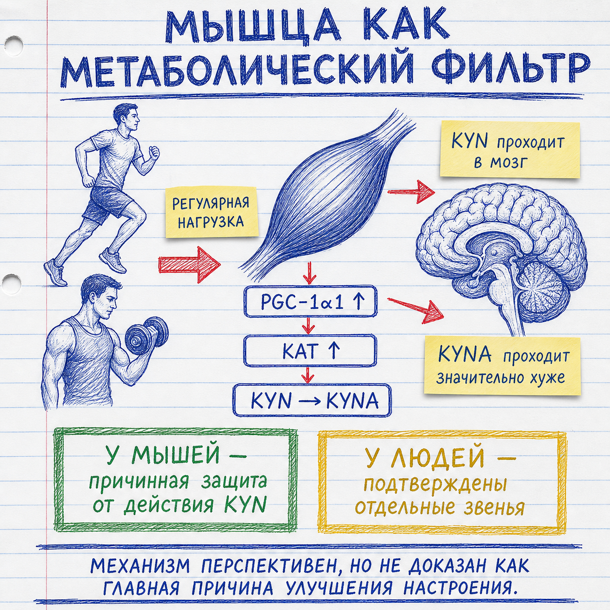 Как тренированная мышца превращает кинуренин в кинурениновую кислоту и ограничивает его поступление в мозг