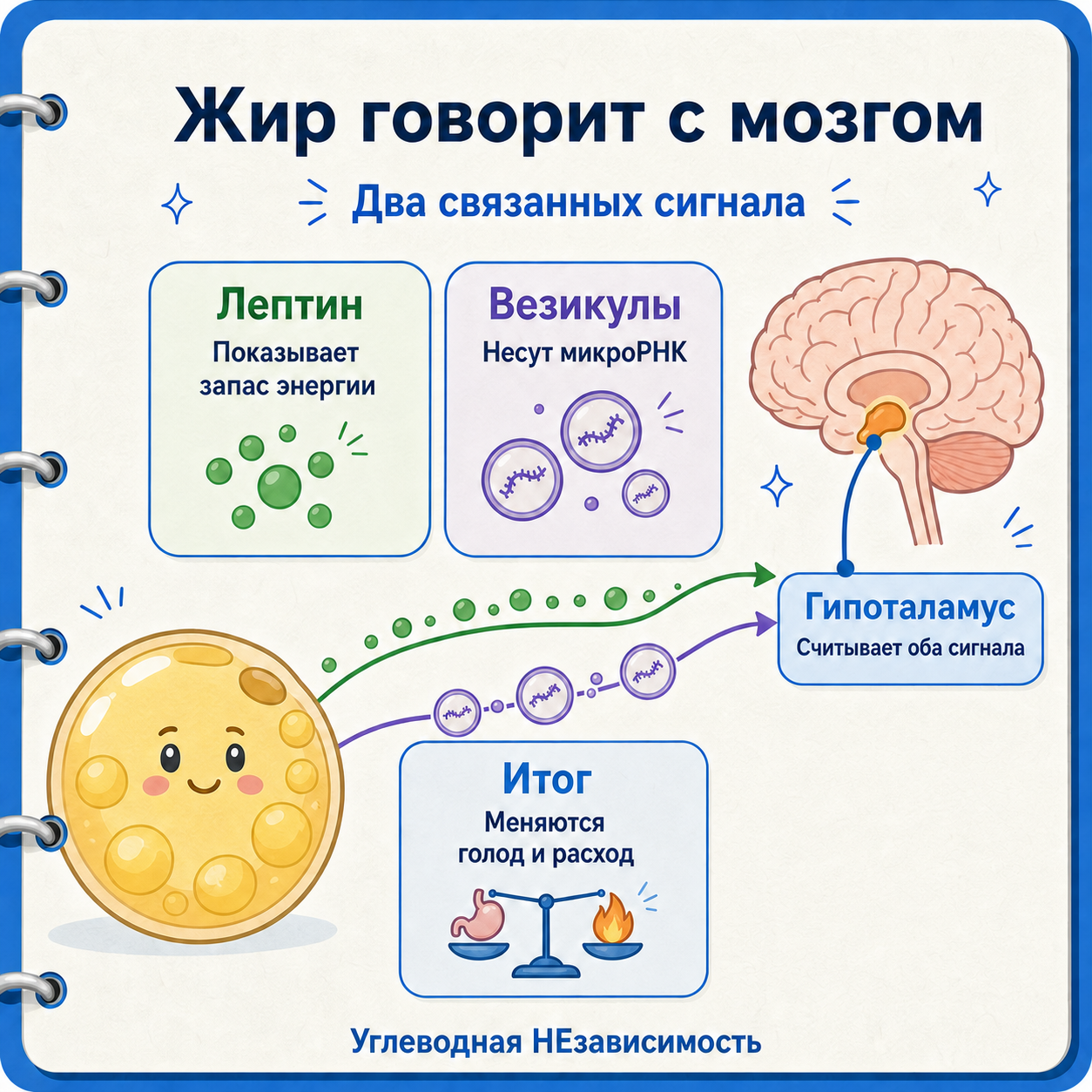 Жировая клетка отправляет мозгу гормональный сигнал и внеклеточные везикулы