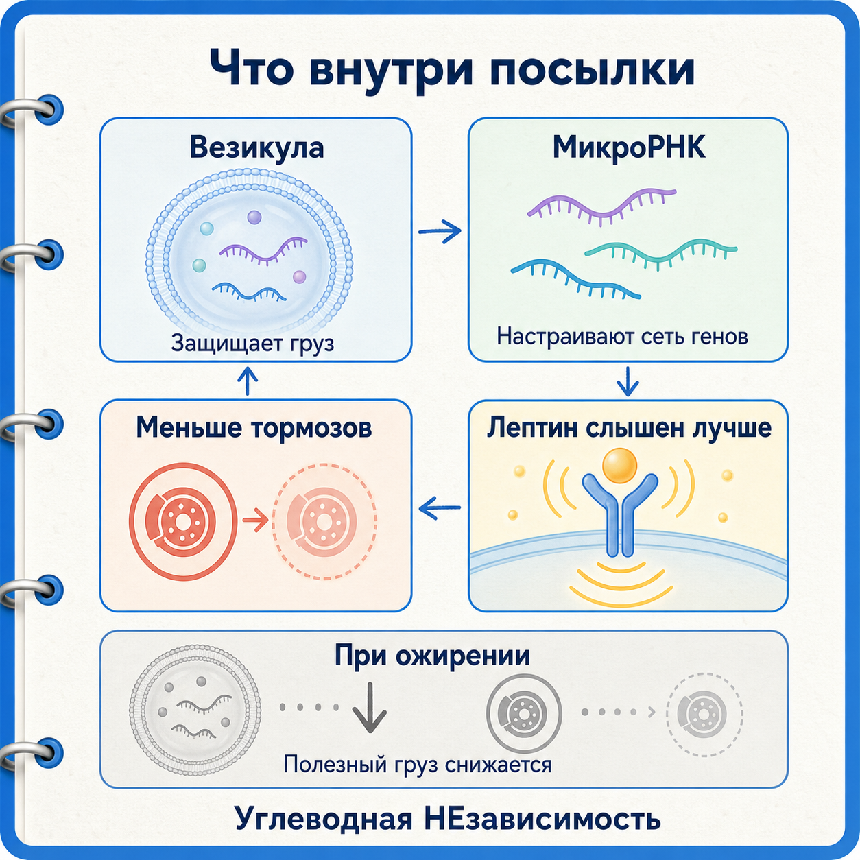 Везикула переносит сеть микроРНК, которая настраивает тормоза лептинового сигнала