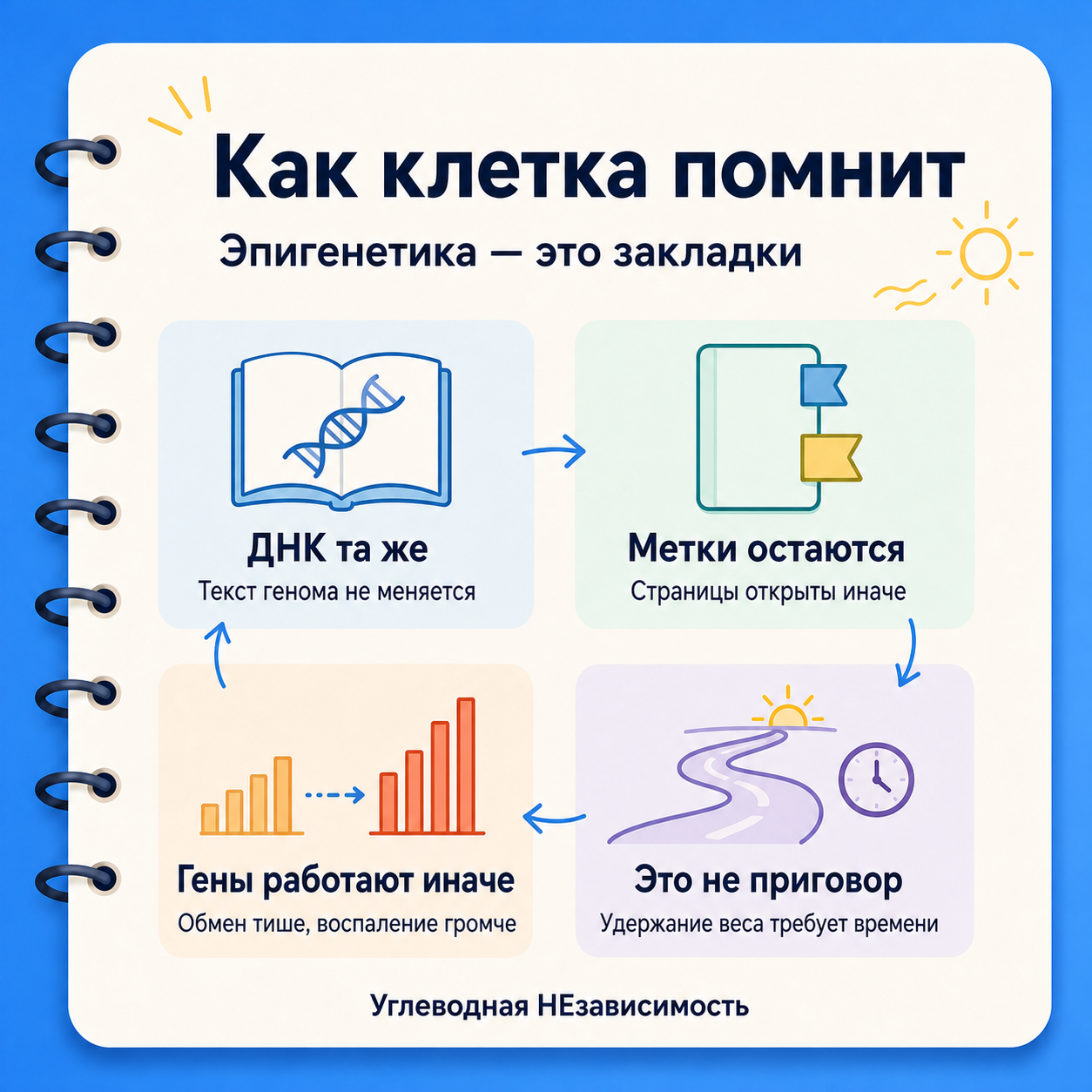 Инфографика: эпигенетическая память меняет не ДНК, а доступность отдельных генов
