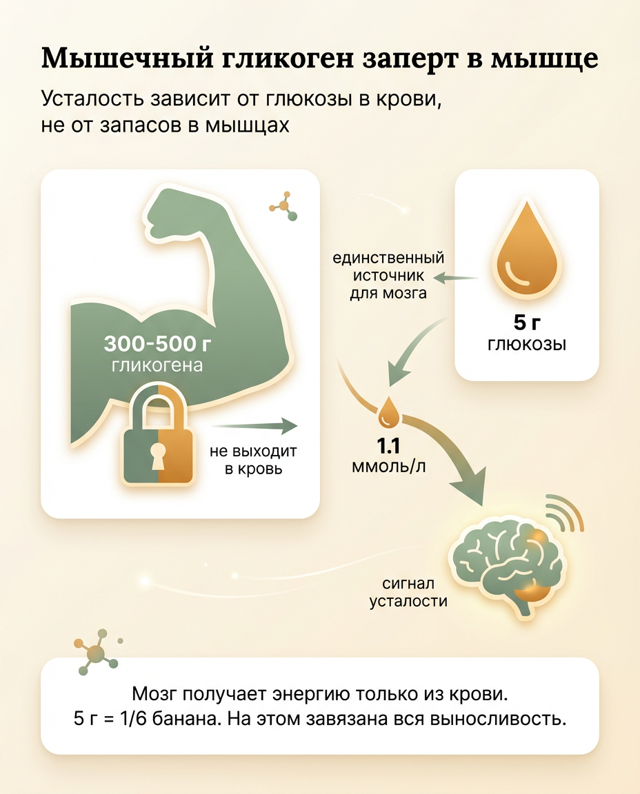Механизм доставки ацетата: AceCel vs обычный ацетат