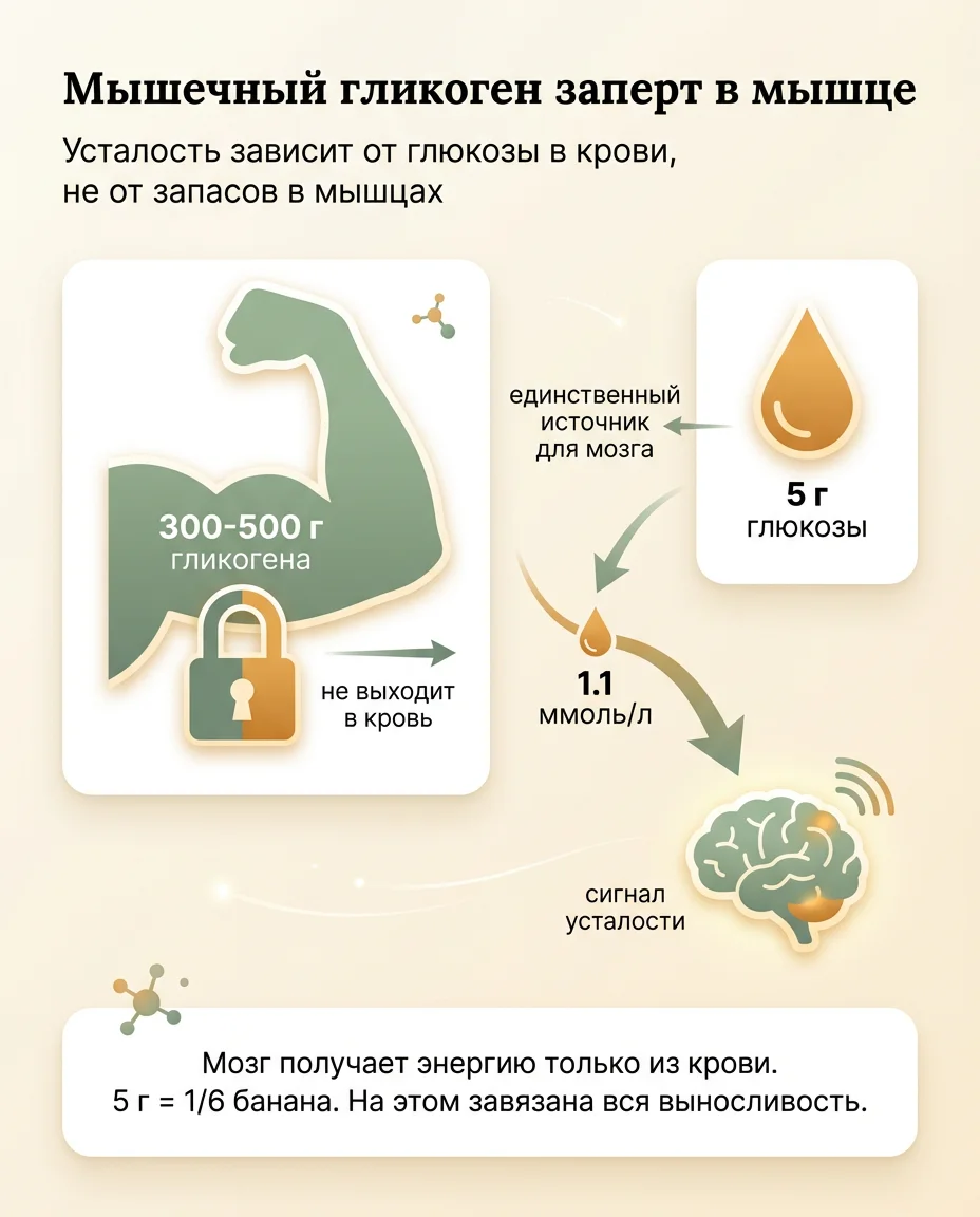 Инфографика: Клетчатка, которая сжигает жир и имитирует кетодиету — без отказа от углеводов