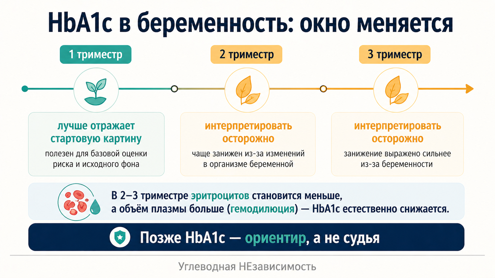 HbA1c в беременность: окно меняется по триместрам, позже маркер становится менее надёжным как самостоятельный судья
