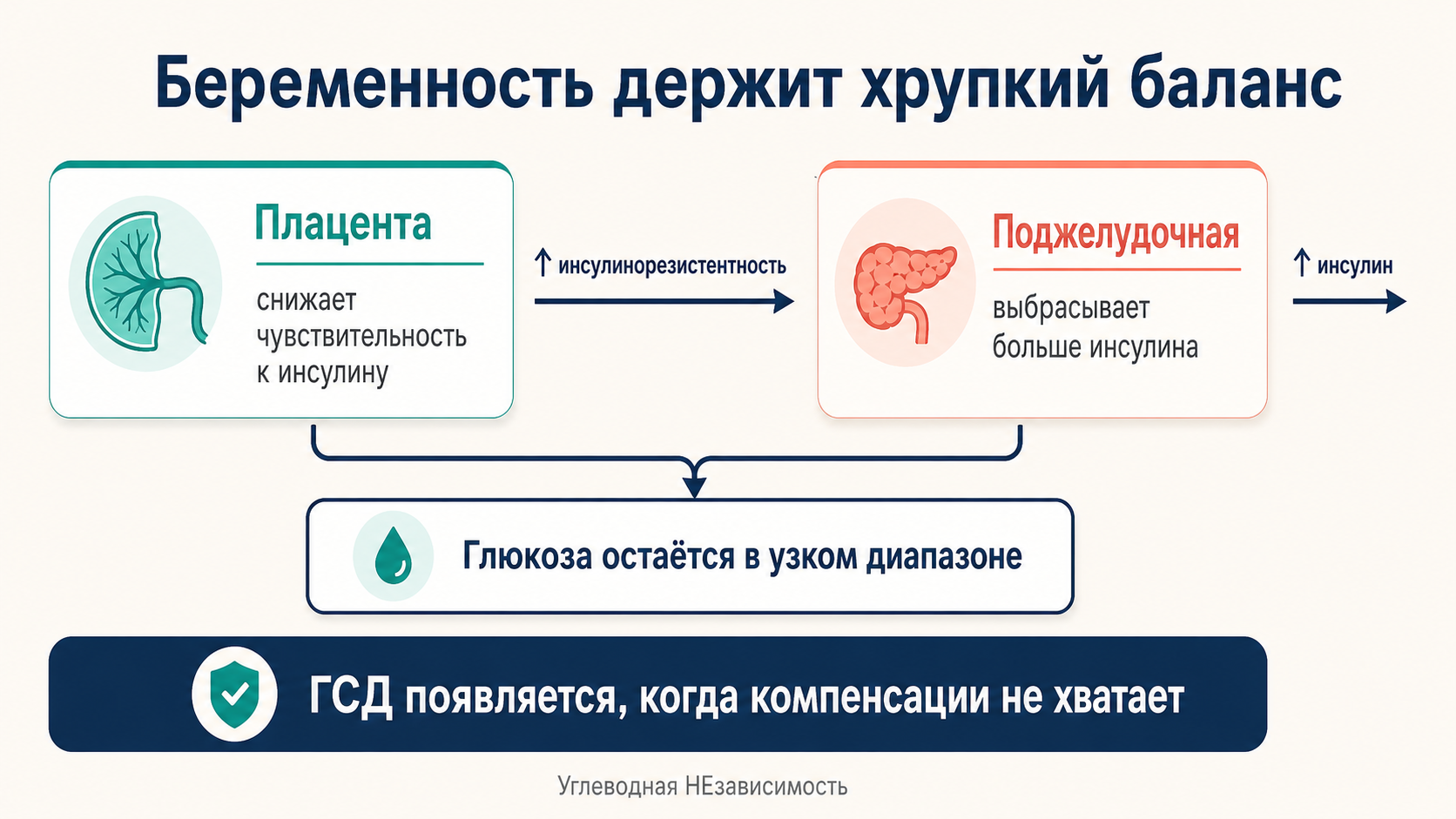 Беременность держит хрупкий баланс: плацента повышает инсулинорезистентность, поджелудочная наращивает выброс инсулина, глюкоза остаётся в узком диапазоне