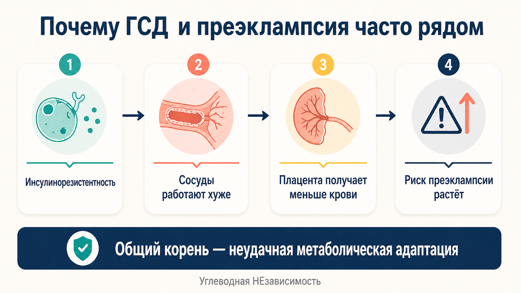 Почему ГСД и преэклампсия часто рядом: инсулинорезистентность ухудшает работу сосудов, снижает кровоток через плаценту и повышает риск преэклампсии