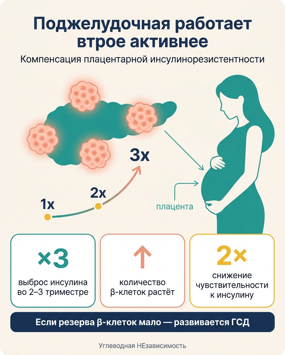 Поджелудочная работает втрое активнее во 2–3 триместре. Если резерв β-клеток мал — развивается ГСД