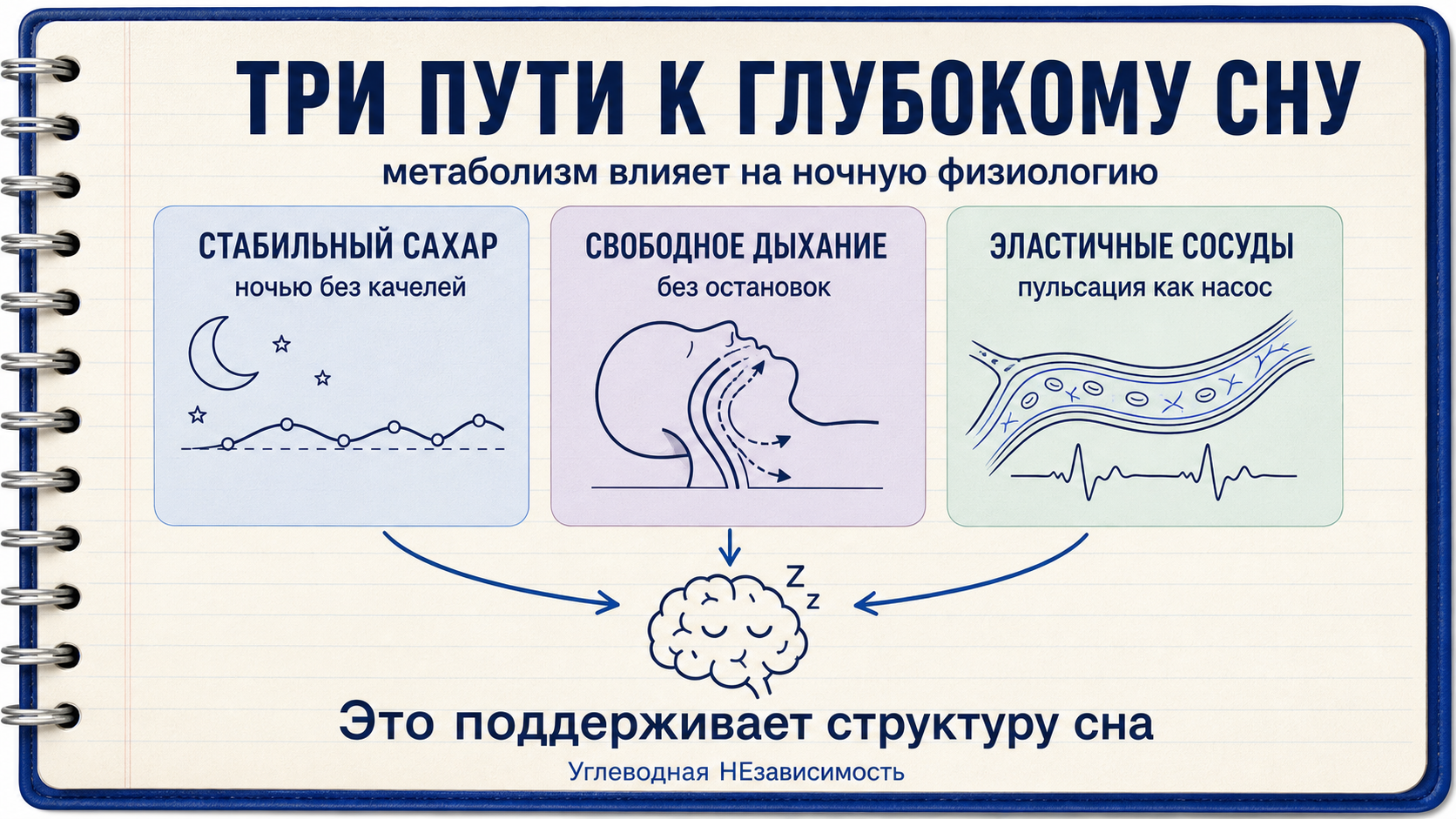 Три метаболических пути: стабильный сахар ночью, свободное дыхание и эластичные сосуды поддерживают структуру сна