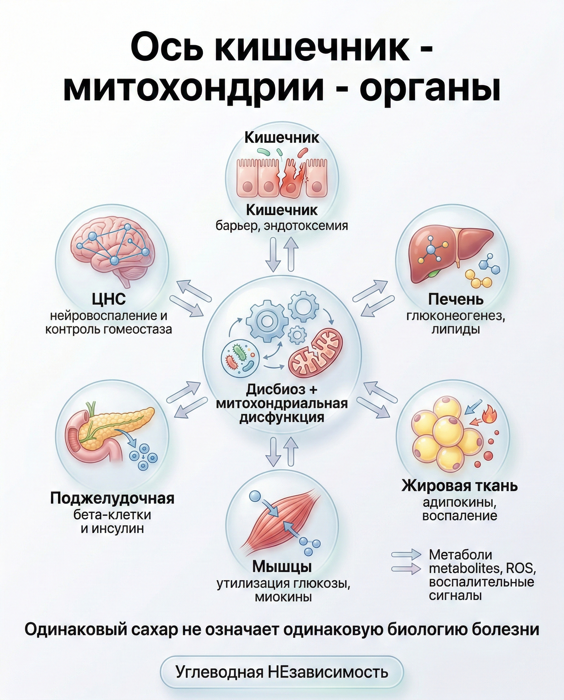 Одна ось - шесть органов: карта кросстока
