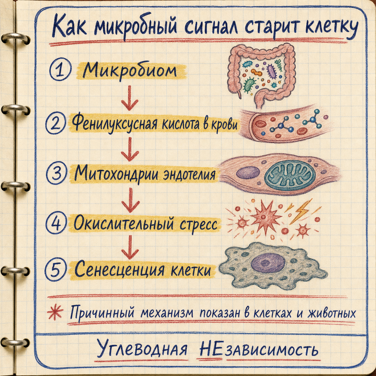 Как кишечный метаболит включает старение сосудистой клетки
