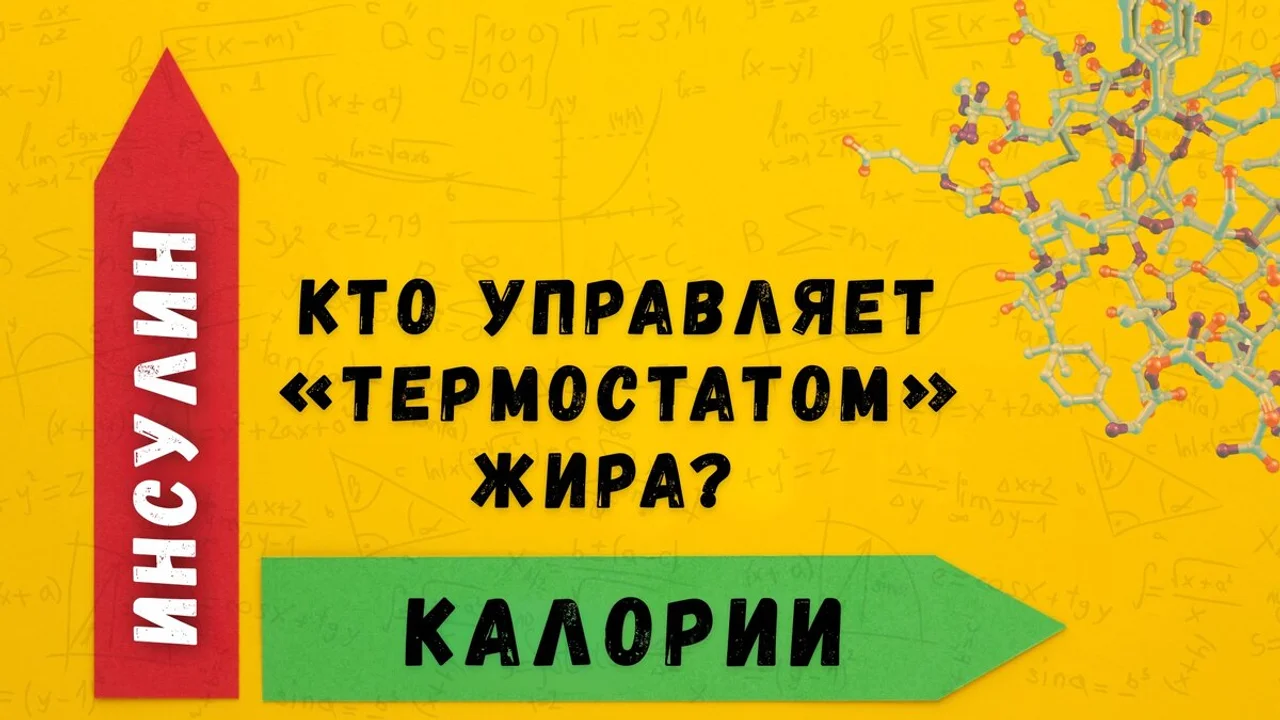 Инсулин против калорий: кто управляет «термостатом» жира?