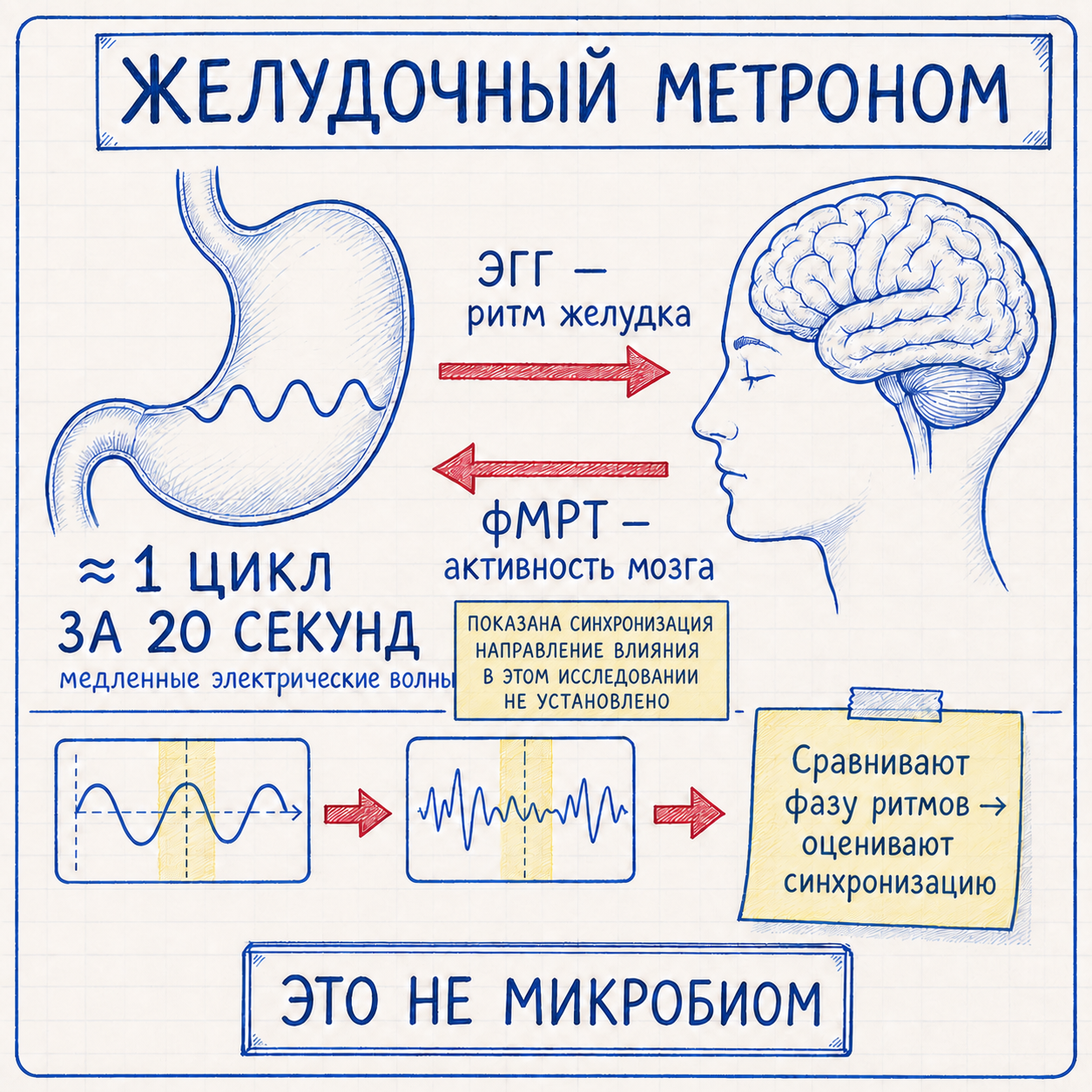 Желудочный электрический ритм: один цикл примерно за 20 секунд и его синхронизация с мозгом