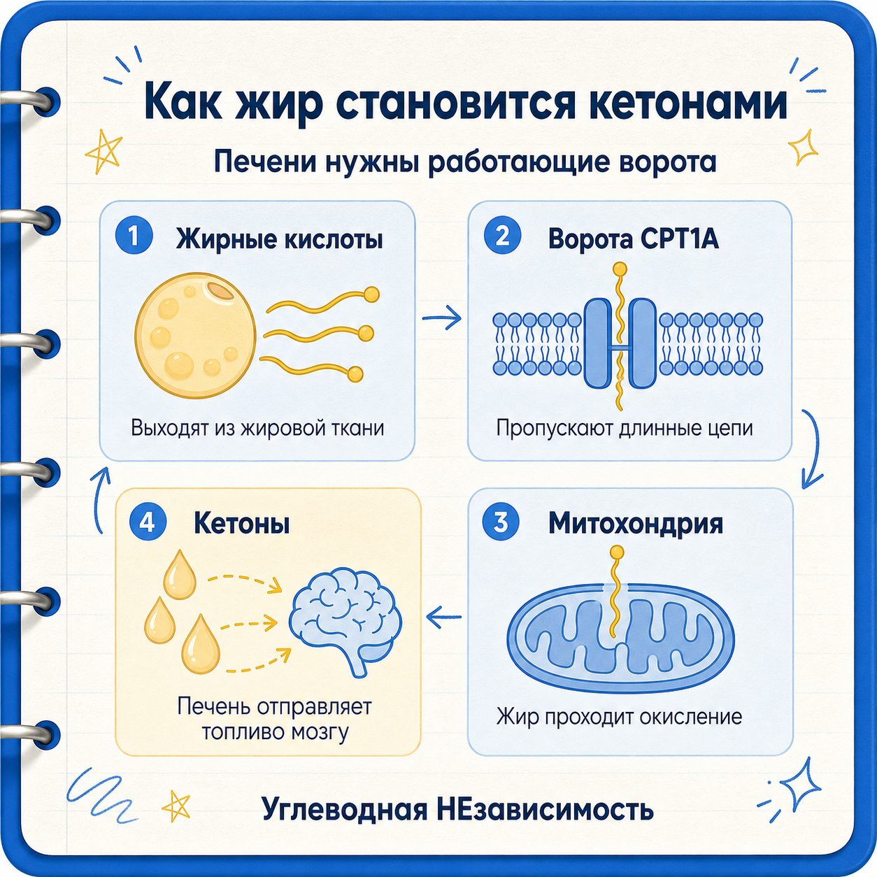 Как жирные кислоты проходят через CPT1A и превращаются в кетоны