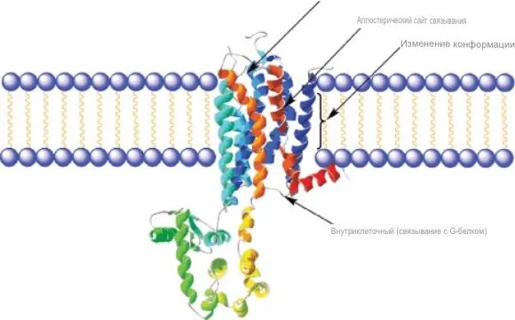 Как действуют кетоны?