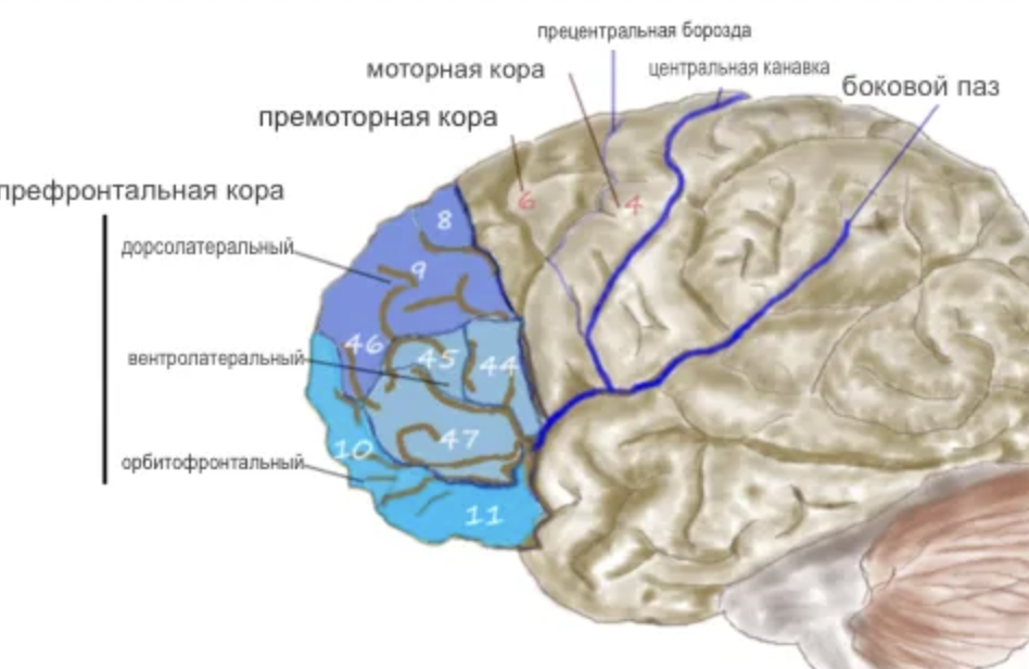 Location of the dorsolateral prefrontal cortex 