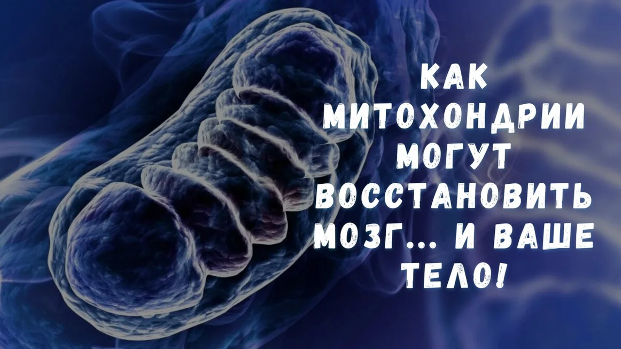 Как митохондрии могут восстановить мозг... и ваше тело!
