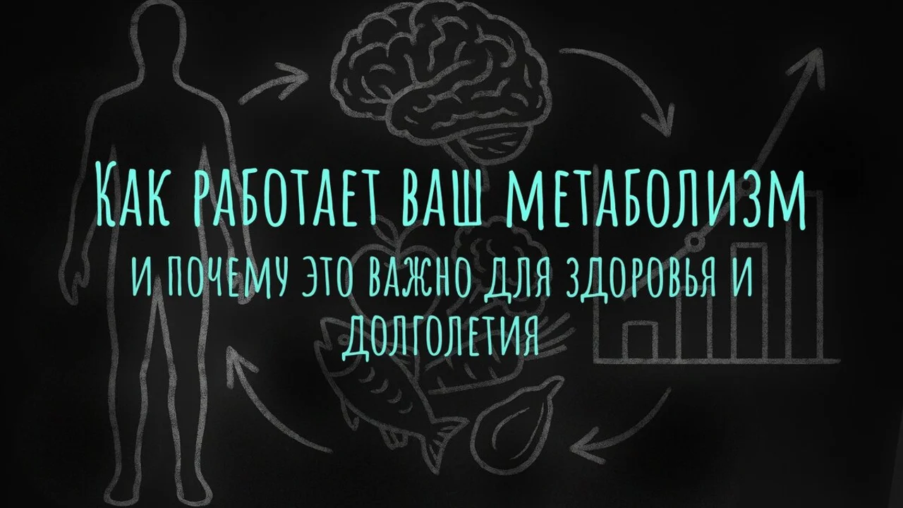 Как работает ваш метаболизм — и почему это важно для здоровья и долголетия