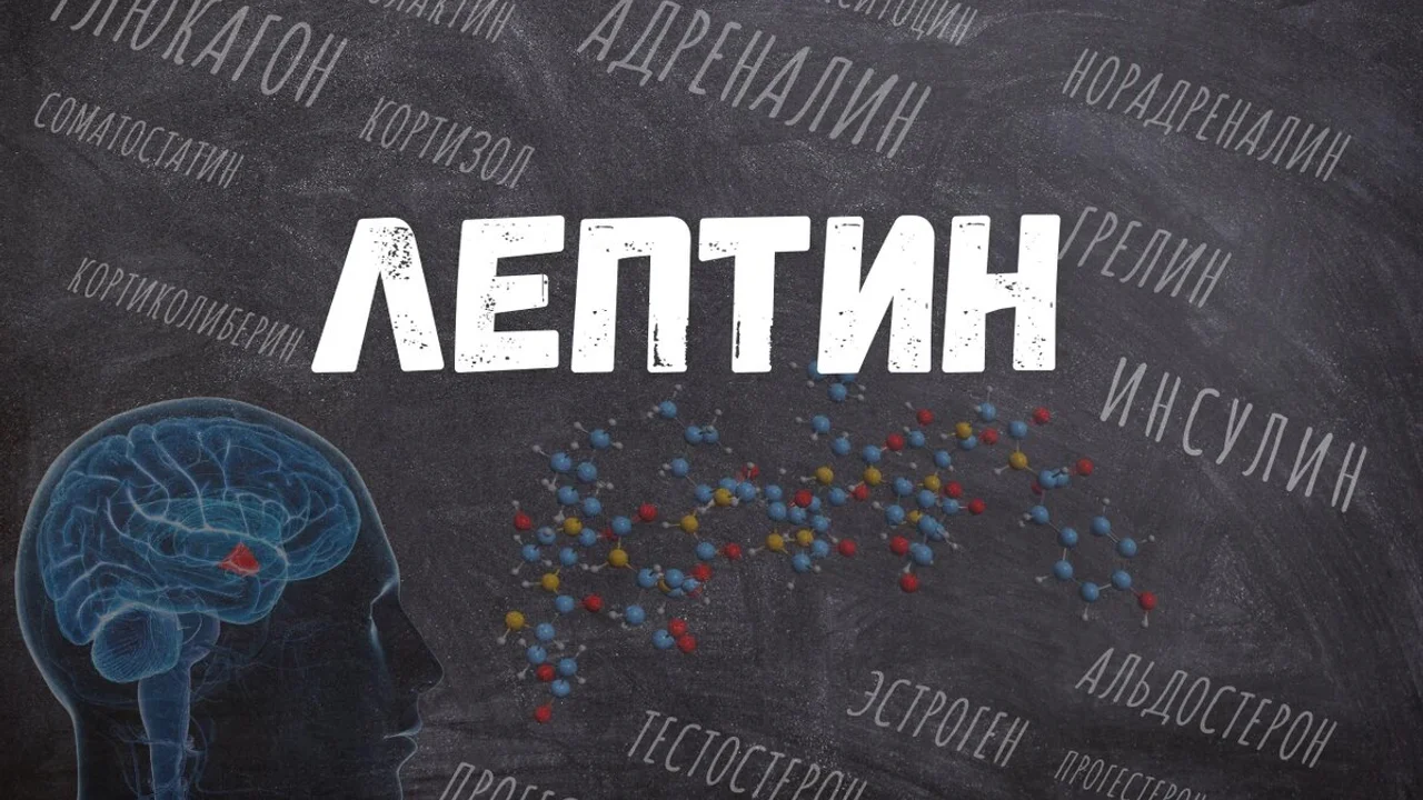 Как управлять лептином, вашим гормоном для похудения