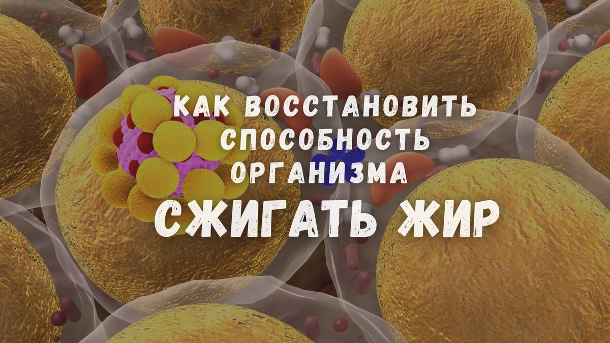 Как восстановить способность организма сжигать жир