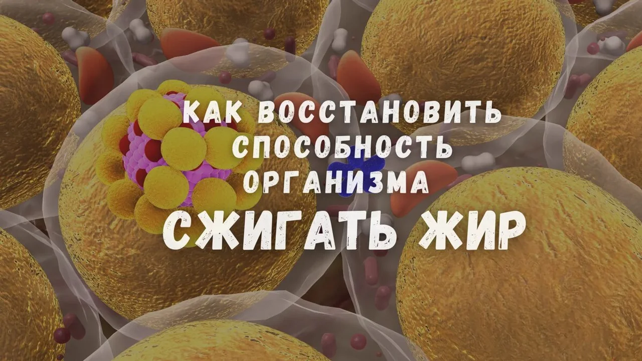 Как восстановить способность организма сжигать жир