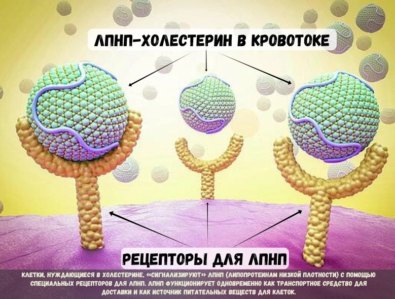  ИЗОБРАЖЕНИЕ: Эти сферы, похожие на теннисные мячи, парящие над чем-то, напоминающим инопланетное футбольное поле, представляют собой отдельные частицы ЛПНП (липопротеинов низкой плотности). Клетка, которой нужен холестерин (показана фиолетовым цветом), использует желтые Y-образные рецепторы, чтобы «помахать» частицам ЛПНП и привлечь их внимание.
